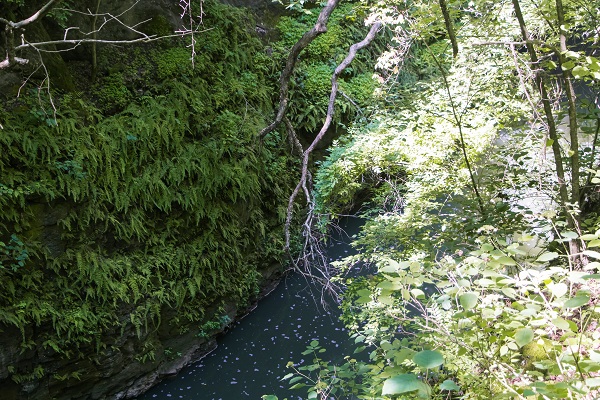 Foliage over a river running through a gorge